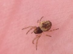 Phryganoporus candidus