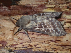 Oxycanus australis