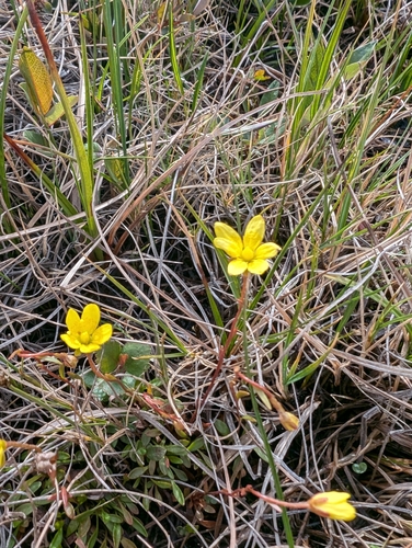 Image of Saxifraga hirculus by (c) Katherine Baird, some rights reserved (CC BY)