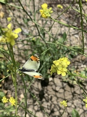 Anthocharis sara sara