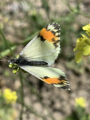 Anthocharis sara sara