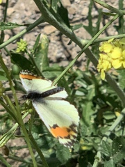Anthocharis sara sara