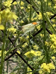 Anthocharis sara sara