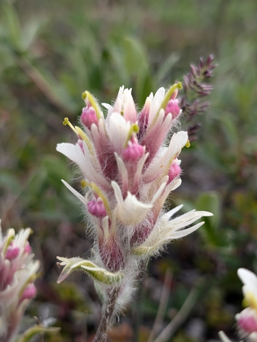Image of Castilleja elegans by (c) Katherine Baird, some rights reserved (CC BY)