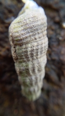 Cerithidea moerchii