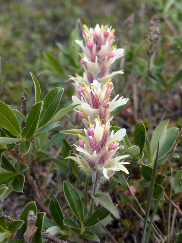 Image of Castilleja elegans by (c) Katherine Baird, some rights reserved (CC BY)