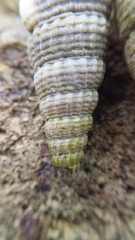 Cerithidea moerchii