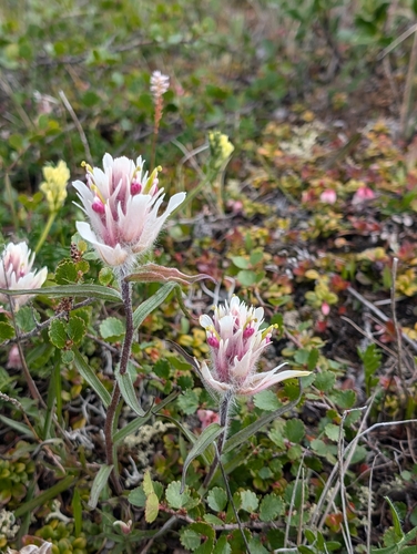 Image of Castilleja elegans by (c) Katherine Baird, some rights reserved (CC BY)