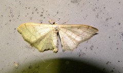 Idaea straminata