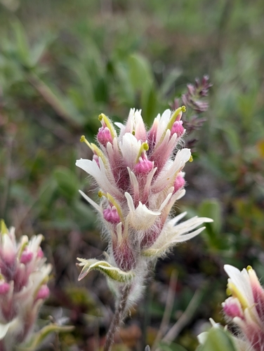 Image of Castilleja elegans by (c) Katherine Baird, some rights reserved (CC BY)