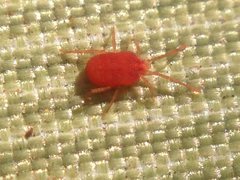 Smarididae