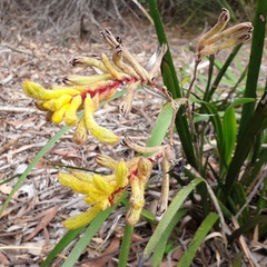 Anigozanthos flavidus