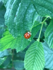 Harmonia axyridis
