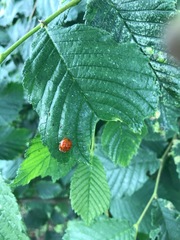 Harmonia axyridis