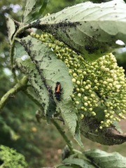 Harmonia axyridis