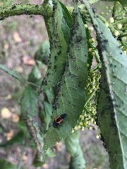 Harmonia axyridis