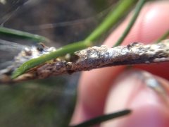 Phryganoporus candidus