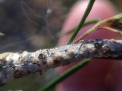 Phryganoporus candidus