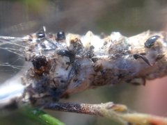 Phryganoporus candidus