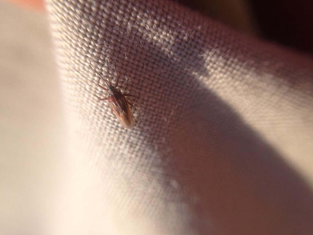 Epimixia leai