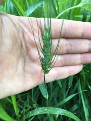 Triticum aestivum