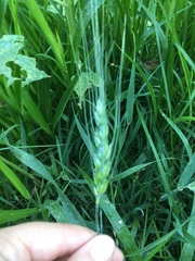 Triticum aestivum