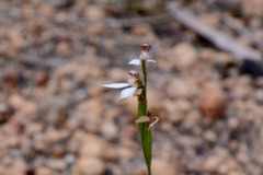 Eriochilus dilatatus