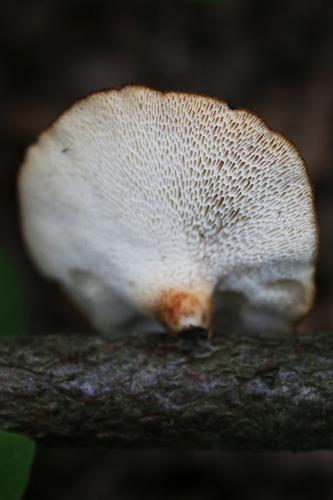 tuberous polypore