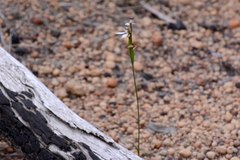 Eriochilus dilatatus