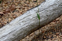 Eriochilus dilatatus