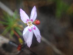 Stylidium repens