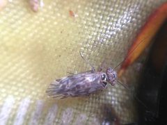 Clematostigma maculiceps