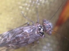 Clematostigma maculiceps