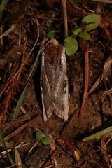 Xylena curvimacula