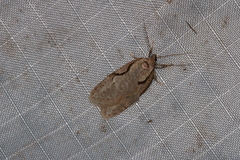 Semioscopis