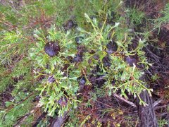 Isopogon