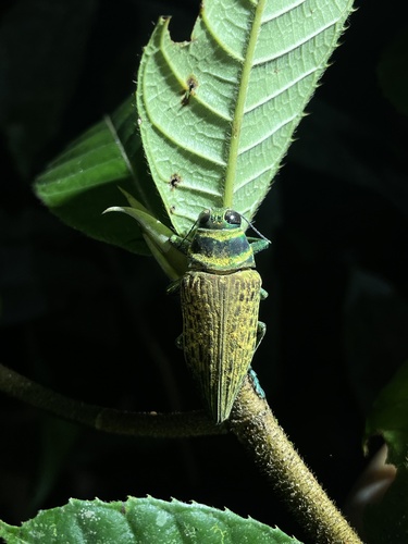 Psiloptera bicarinata