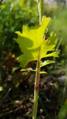 Brassicaceae