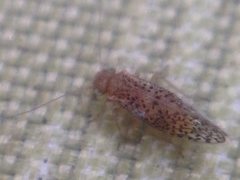 Hemipsocidae