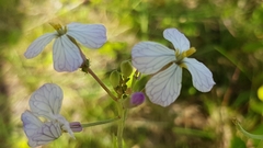 Brassicaceae