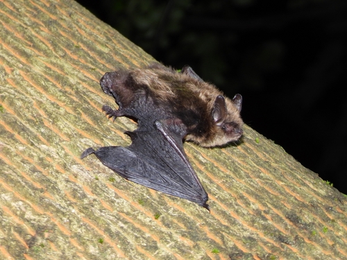 Brandt's bat, Świętokrzyskie, PL, photo 6 of 10