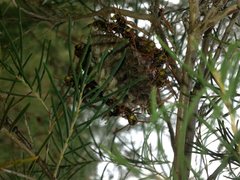 Polistes humilis synoecus