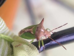 Cuspicona cygniterrae