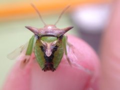 Cuspicona cygniterrae