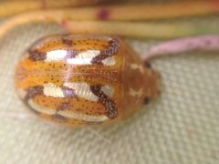 Paropsisterna galatea