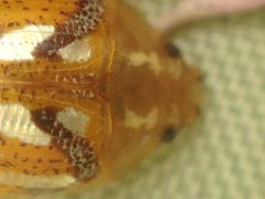 Paropsisterna galatea