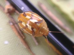 Paropsisterna galatea