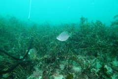 Parequula melbournensis