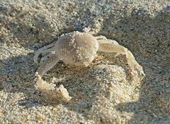 Philyra scabriuscula