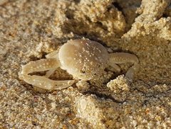 Philyra scabriuscula